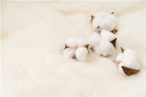 新疆棉花质量好的原因