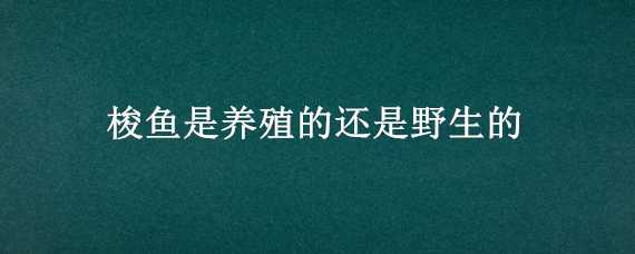 梭鱼是养殖的还是野生的 梭鱼是野生的吗