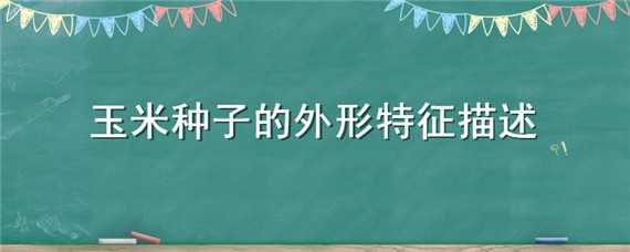 玉米种子的外形特征描述 玉米种子的外形特征简单