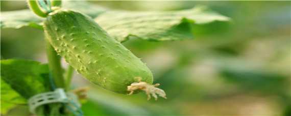 黄瓜苗期主要病害 黄瓜幼苗期易得的病害