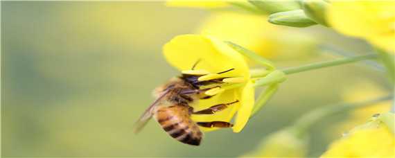 中蜂的春繁经验