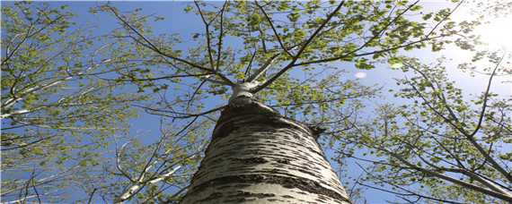 杨树种植技术要点 杨树种植技术要点有哪些