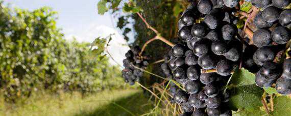 葡萄生长的自然条件 葡萄生长需要的自然条件