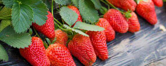 草莓的生长环境和条件 草莓的生长环境和条件简笔画