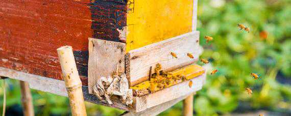 诱蜂药的配方与制作方法大全 诱蜂药的配方与制作方法