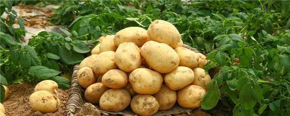土豆怎么种植才能高产