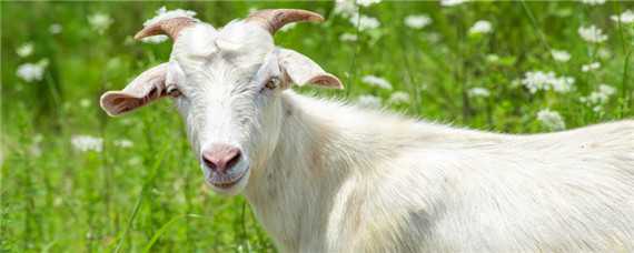 母羊下单羔是什么原因（羊下单羔是公羊问题吗）
