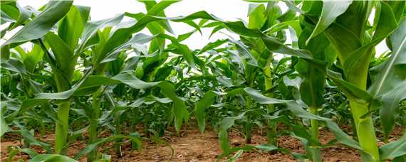 玉米的种植时间和收割时间