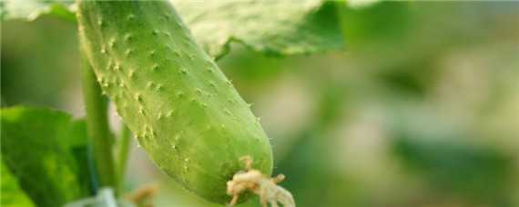 黄瓜如何种植和管理 黄瓜怎么种植和管理