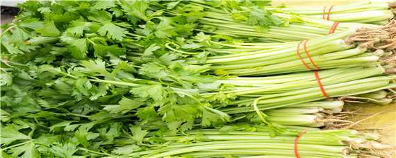 露天芹菜种植技术和种植时间 露天芹菜种植技术和种植时间 六月份的芹菜怎么管理