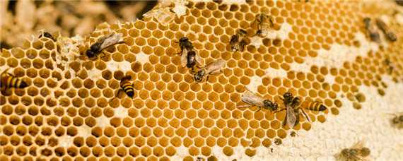 蜜蜂几月份开始分蜂 蜜蜂几月份开始分蜂蜜蜂几百只能强群吗?