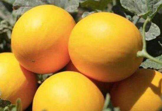 黄河蜜瓜的营养价值和功效
