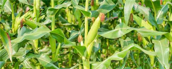 山东春玉米最早播种时间是几月 山东春玉米最早播种时间