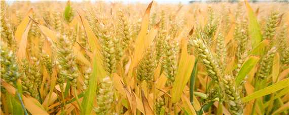 小麦的生长环境 小麦的生长环境条件