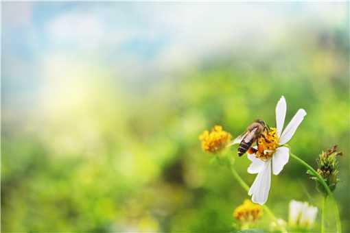 怎么样才能养好蜜蜂视频 怎么样才能养好蜜蜂
