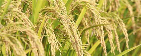 再生稻品种有哪些 再生稻品种有哪些种类