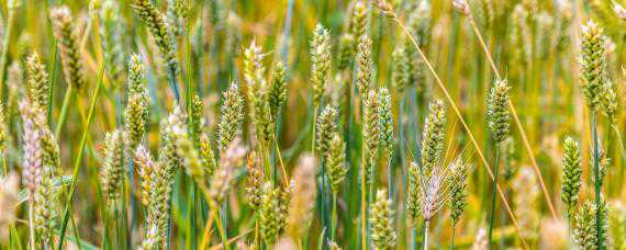 打了小麦除草剂第二天下雨会影响效果吗 小麦除草剂打完两天下雨有影响吗