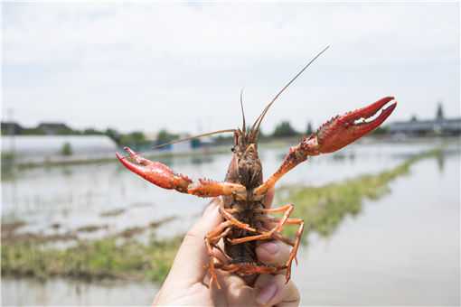 建议加强小龙虾等入侵物种生态防控