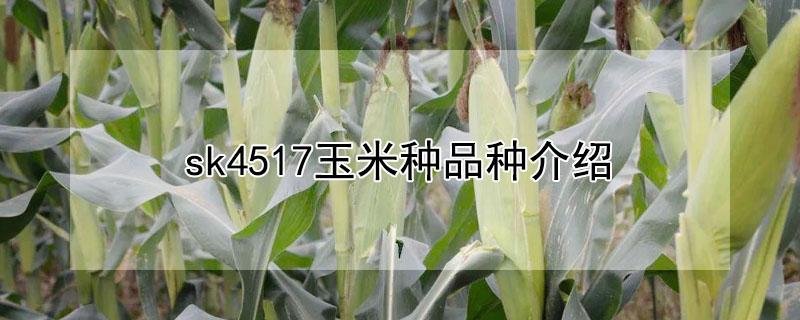 sk4517玉米种品种介绍