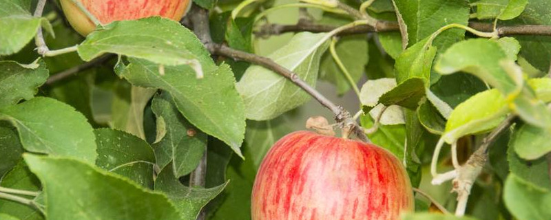 苹果树夏季修剪方法