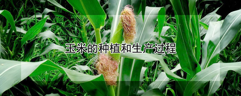 玉米的种植和生产过程