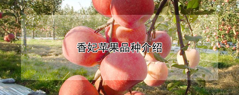 香妃苹果品种介绍