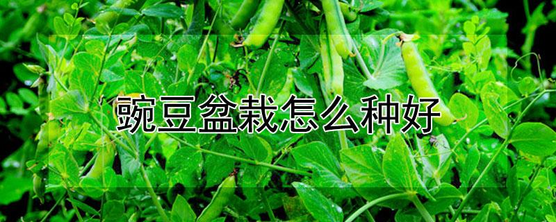 豌豆盆栽怎么种好