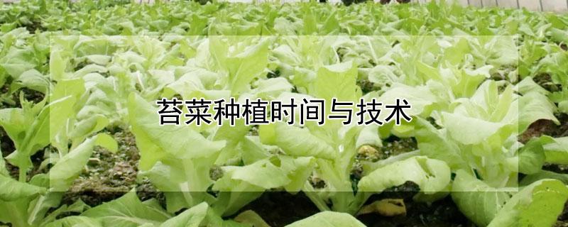 苔菜种植时间与技术