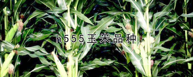 h555玉米品种