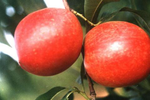 油桃种植技术与管理