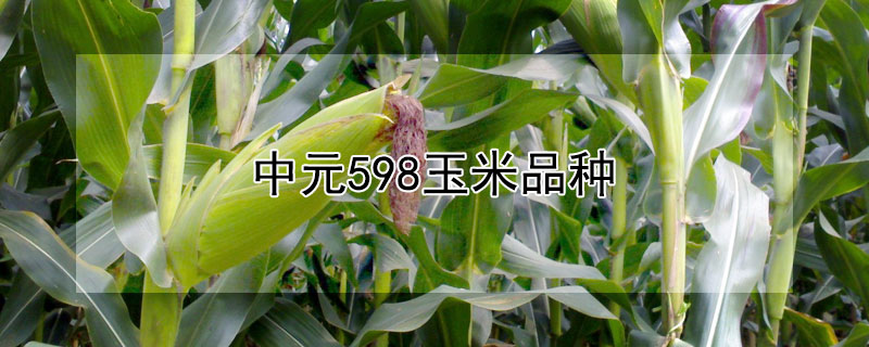 中元598玉米品种