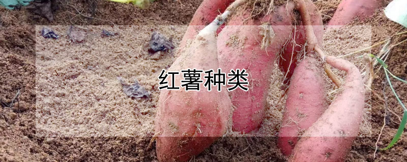 红薯种类