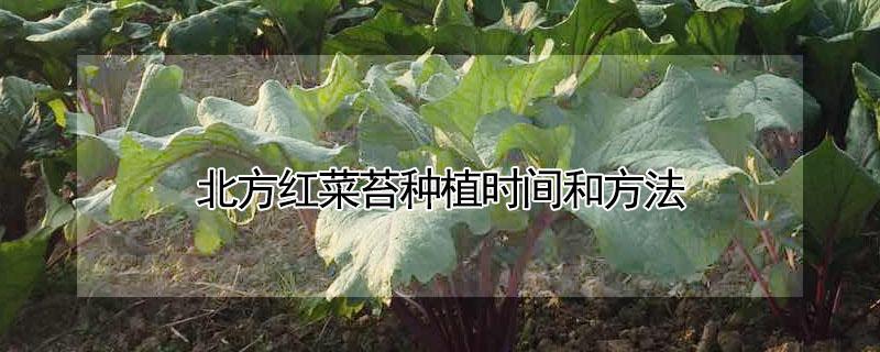 北方红菜苔种植时间和方法