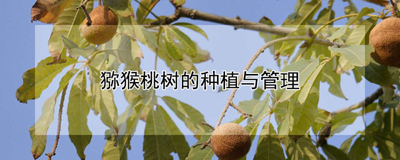 猕猴桃树的种植与管理