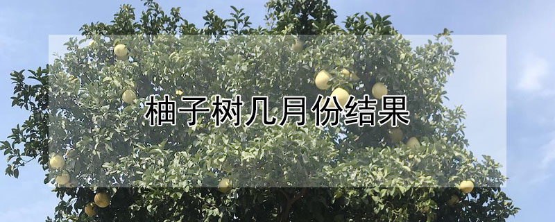 柚子树几月份结果