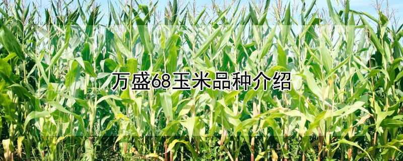万盛68玉米品种介绍
