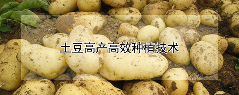 土豆高产高效种植技术