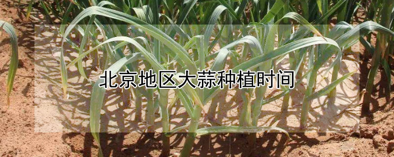北京地区大蒜种植时间