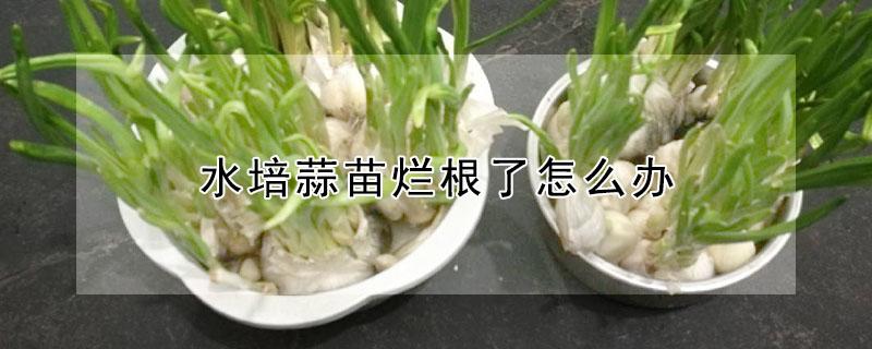 水培蒜苗烂根了怎么办