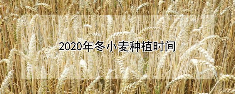 2020年冬小麦种植时间