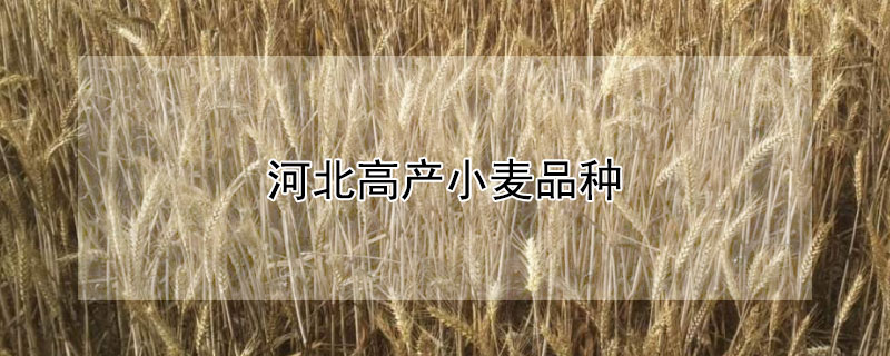 河北高产小麦品种