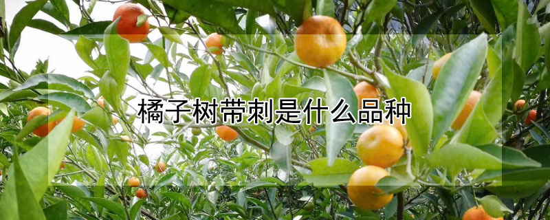 橘子树带刺是什么品种