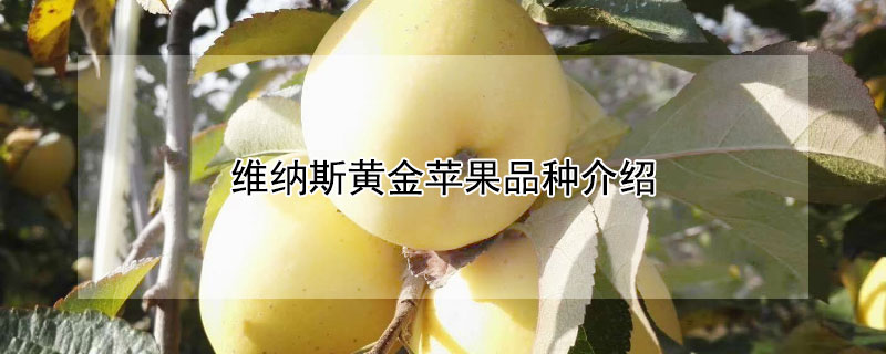 维纳斯黄金苹果品种介绍