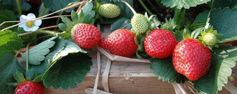 草莓长了很多藤蔓苗怎么处理