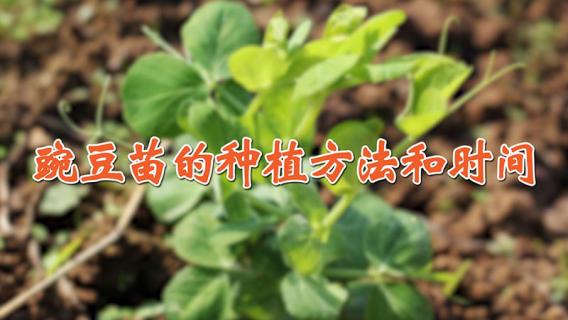豌豆苗的种植方法和时间
