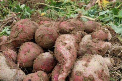 番薯种植方法