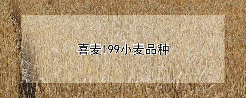 喜麦199小麦品种