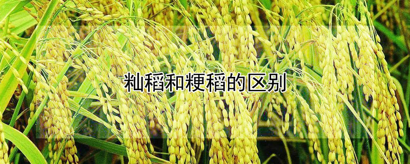 籼稻和粳稻的区别