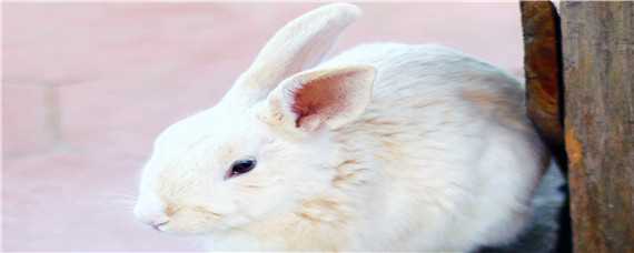 獭兔和家兔的区别（獭兔跟家兔的区别）