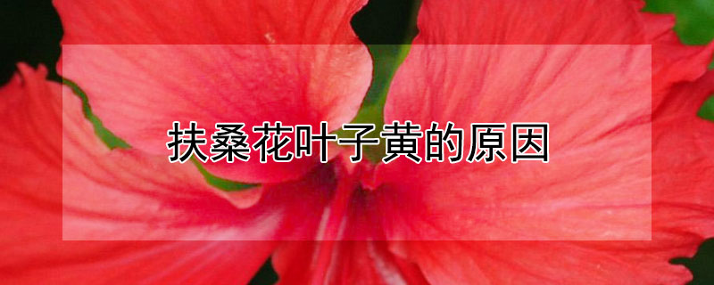 扶桑花叶子黄的原因（扶桑花叶子变黄是怎么回事）